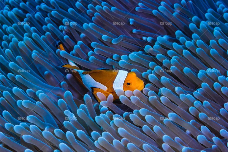 The ocellaris clownfish, also known as the false percula clownfish or common clownfish, is a marine fish belonging to the family Pomacentridae, which includes clownfishes and damselfishes