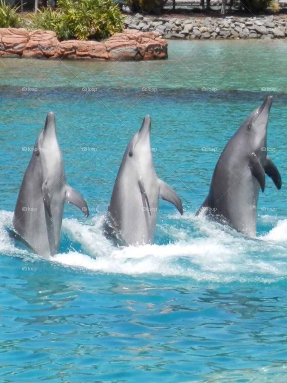 Dolphins