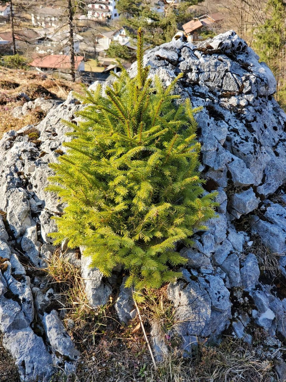 smoll tree on rock