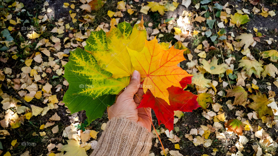 Hands holding autumn leaves