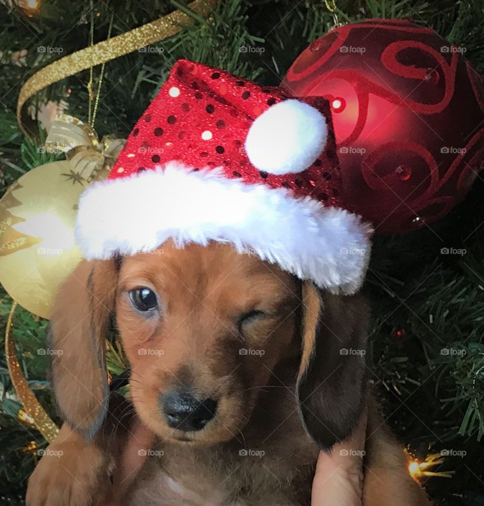 Christmas puppy.