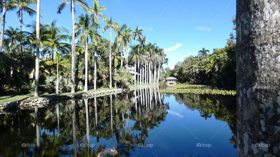 beautiful serene pond at Bonnet House gardens Fort Lauderdale, Florida