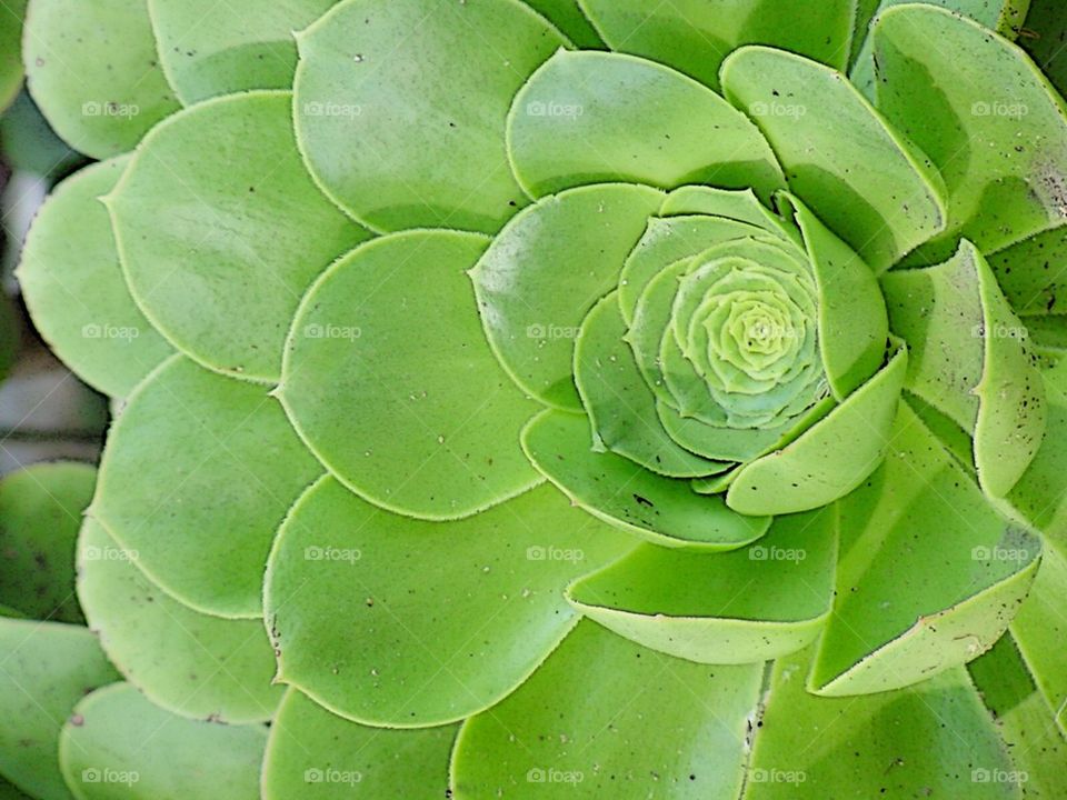 Succulent 