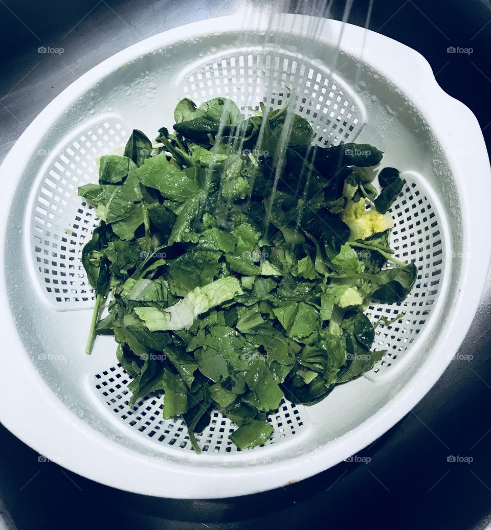 Washing the fresh green spinach and romaine lettuce, preparing for a healthy and delicious dinner. 