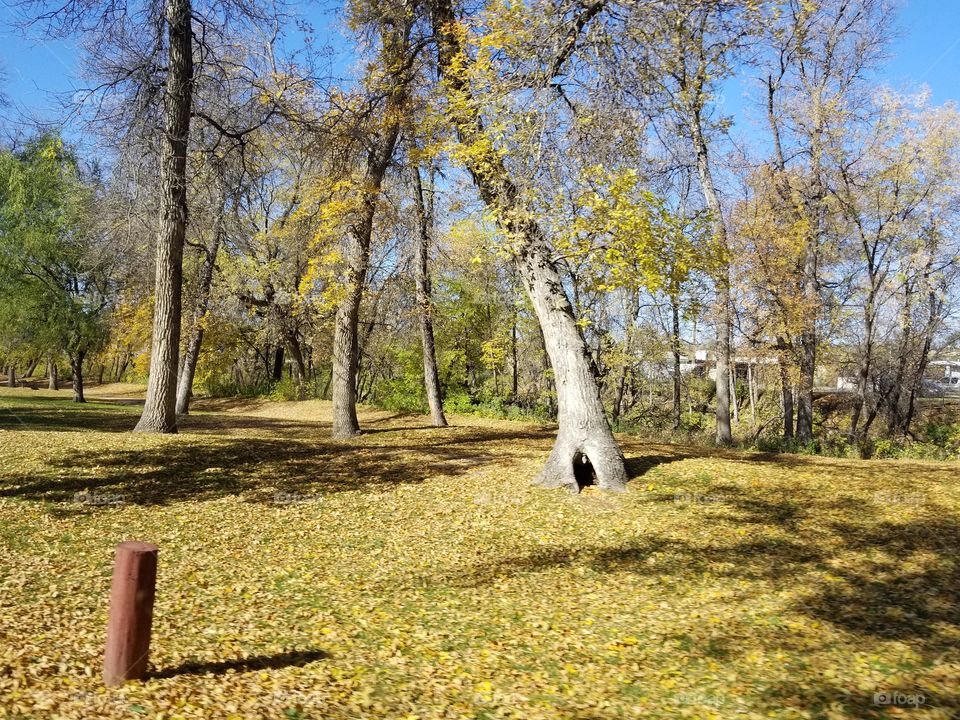 Tree, Nature, Landscape, Fall, Wood