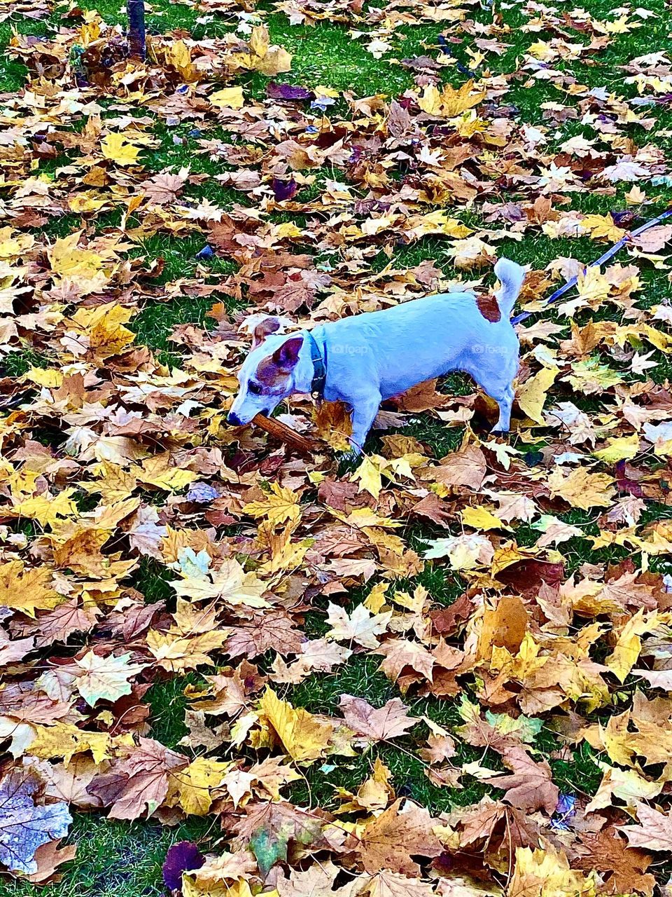 The dog found his circle toy.