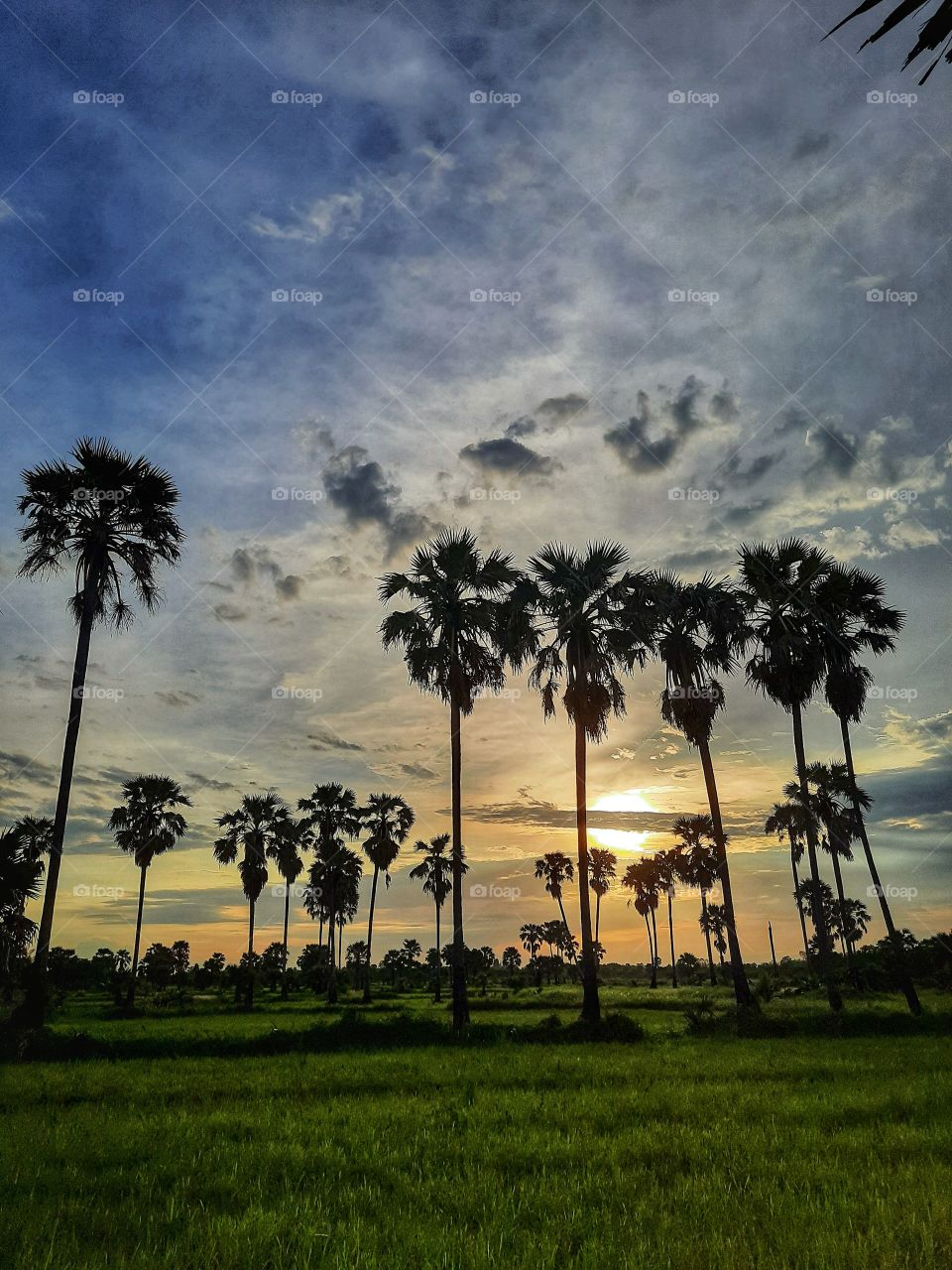Beautiful silouette sugar palm in front of sunset background