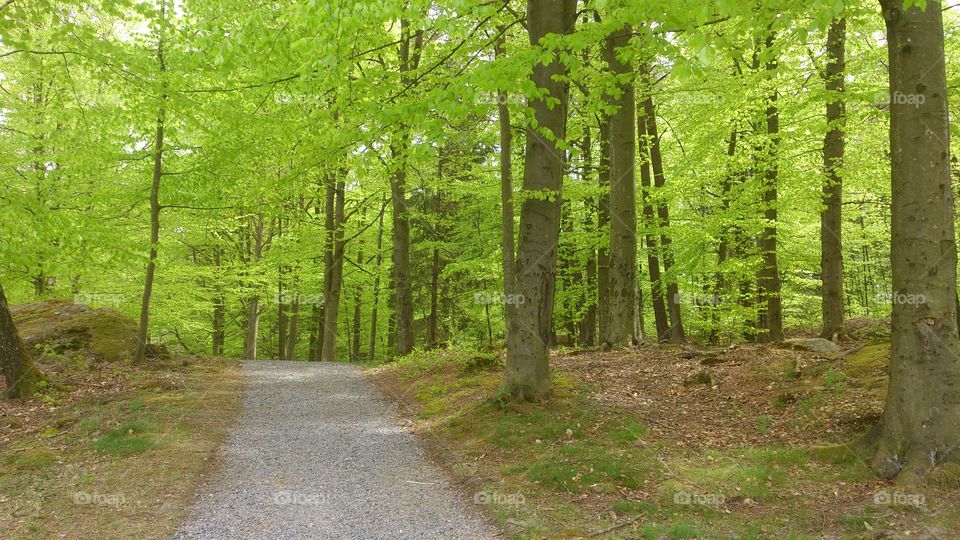 View of footpath passing through forest