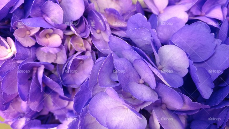 High angle view of purple flowers