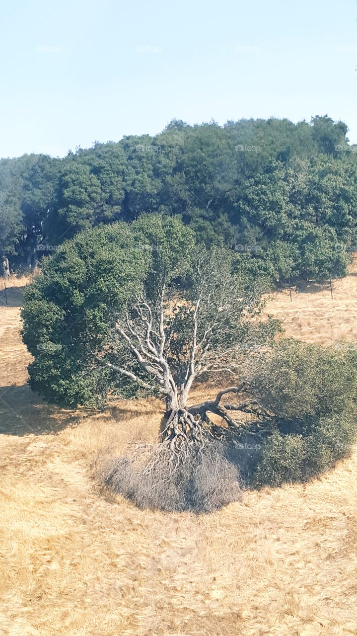 broken tree
