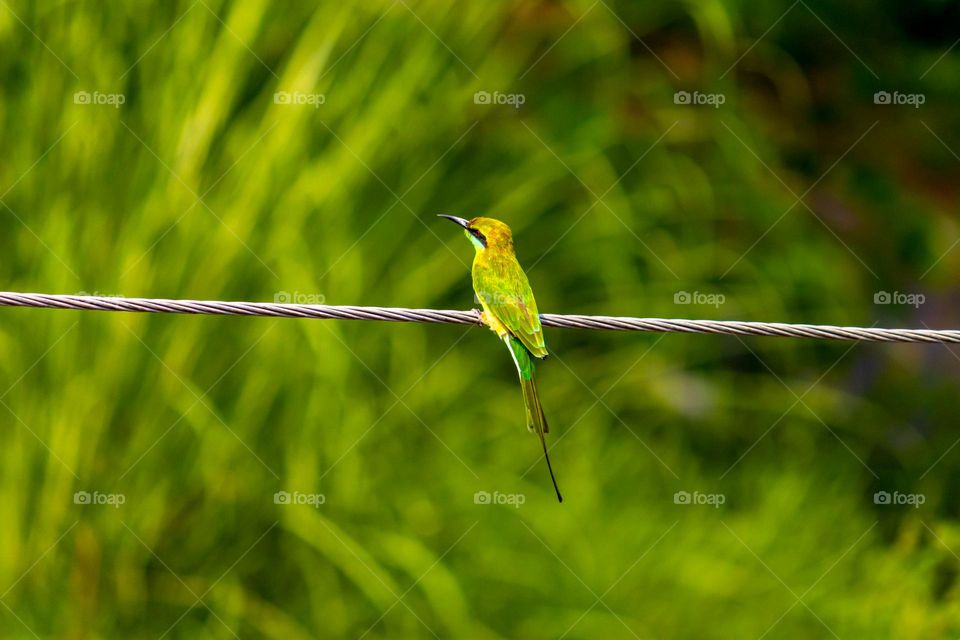 Asian Green bee eater