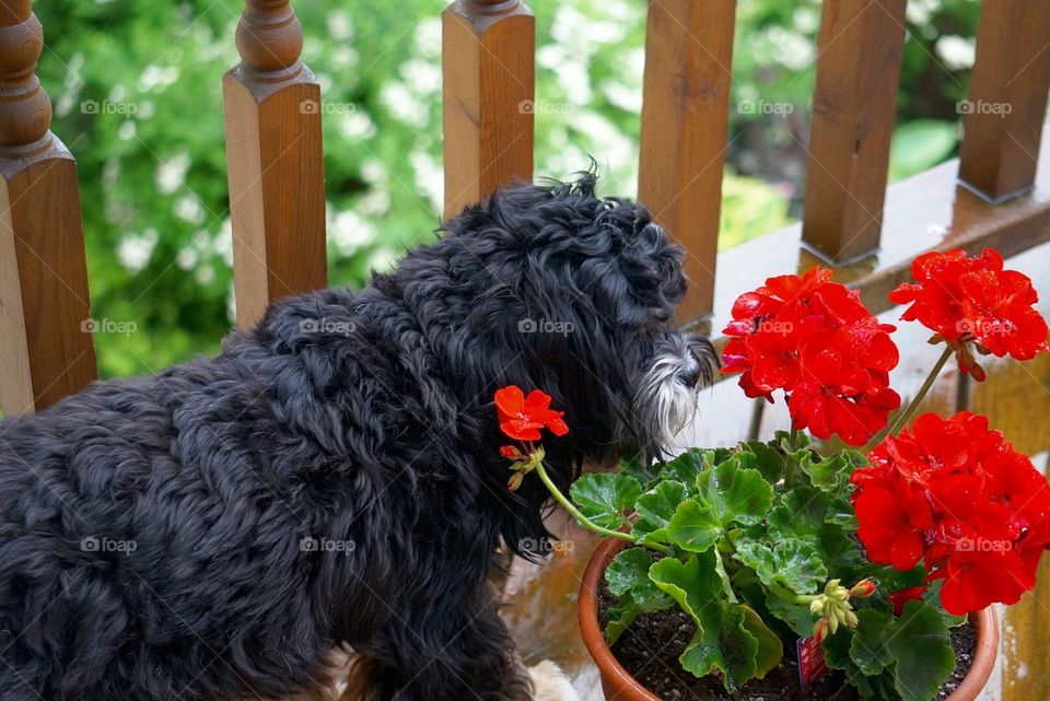 Dogs. Zanna Checking the Flowers