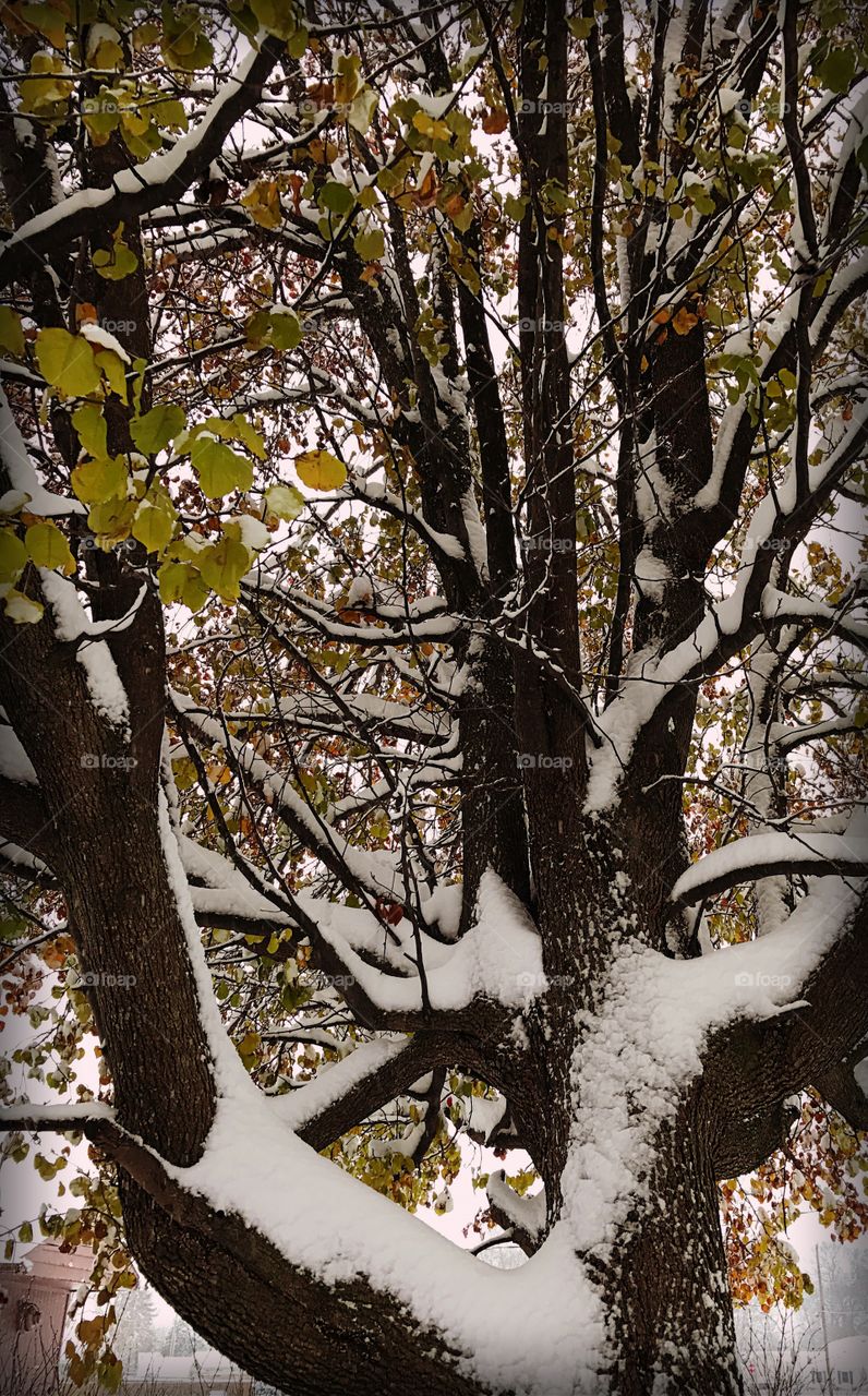 Pear tree in snow 