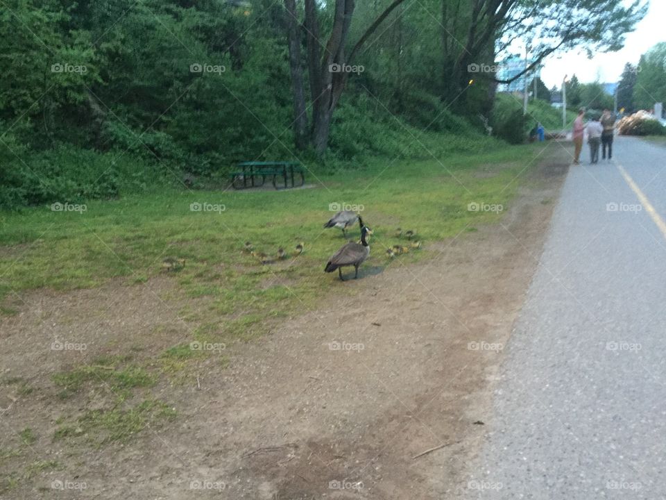 Two Geese along the path