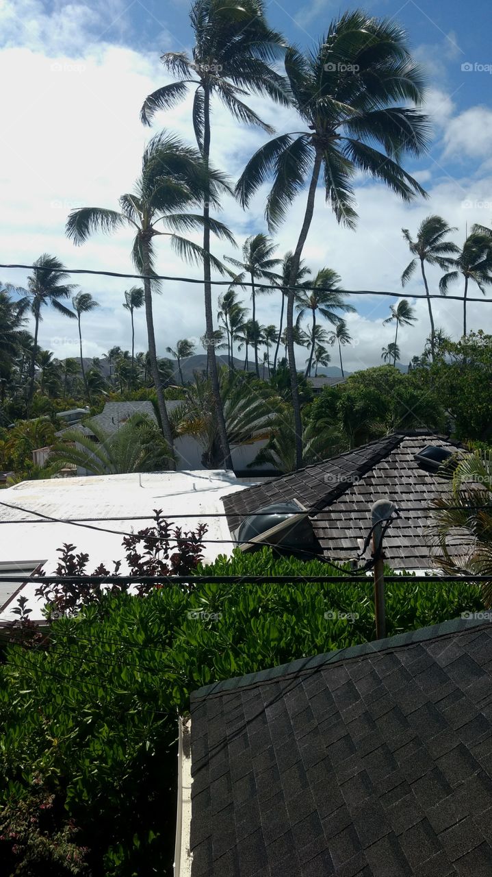 hawaii power lines and treetops