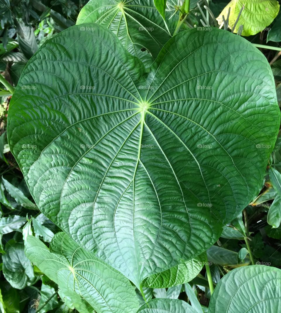 High angle view of heart shaped leaves