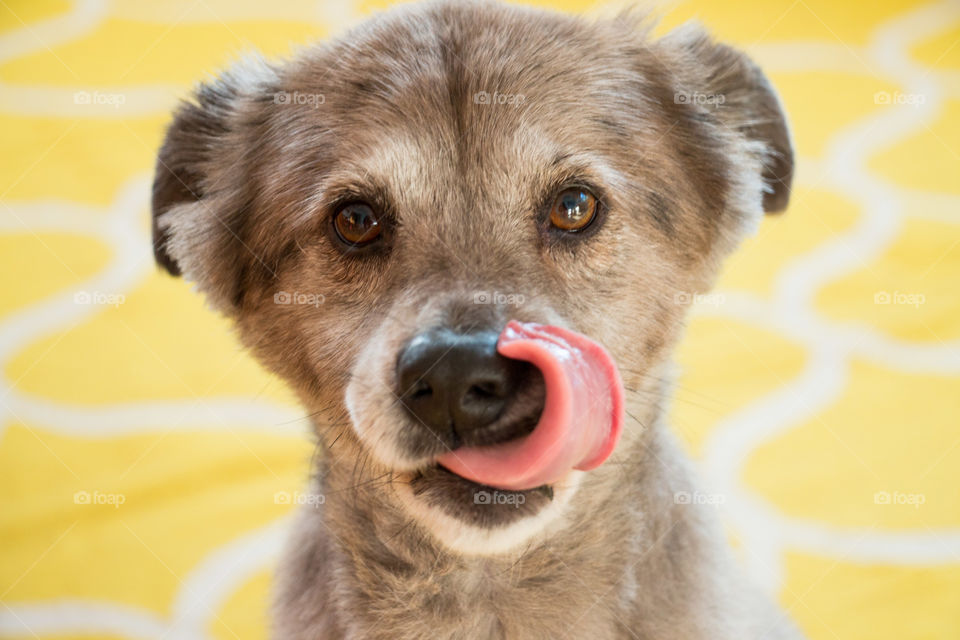 Close-up of a dog sticking out tongue