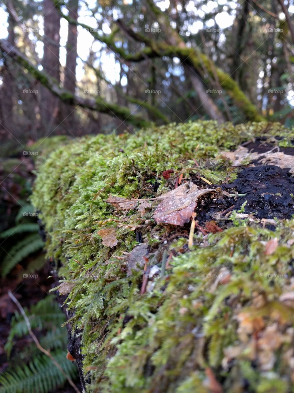Moss Seattle, Washington forest path in winter