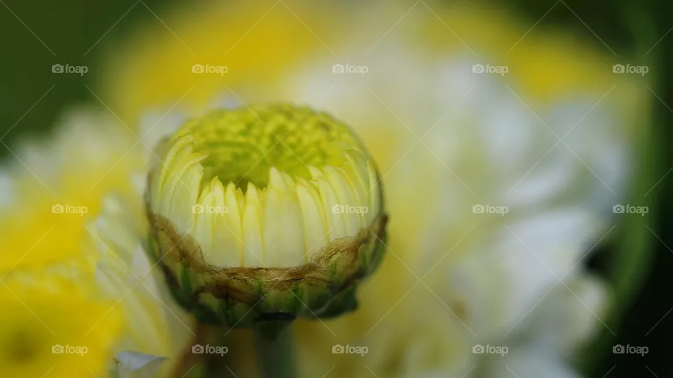 Makro einer Blume