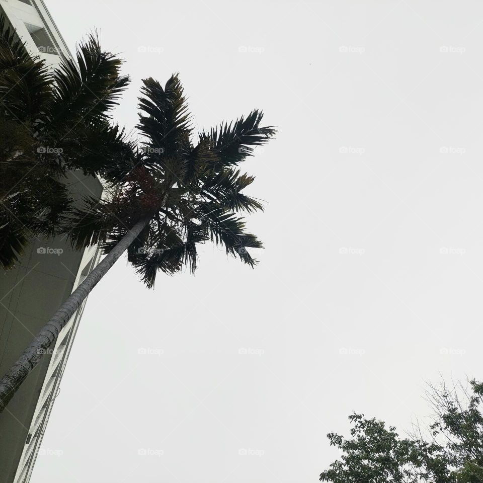 palm tree seen from below