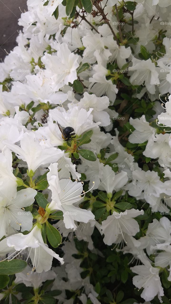 The bees are buzzing my azaleas