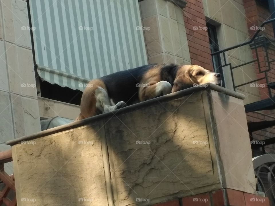 Cute Dog on Rooftop Waiting for Dad