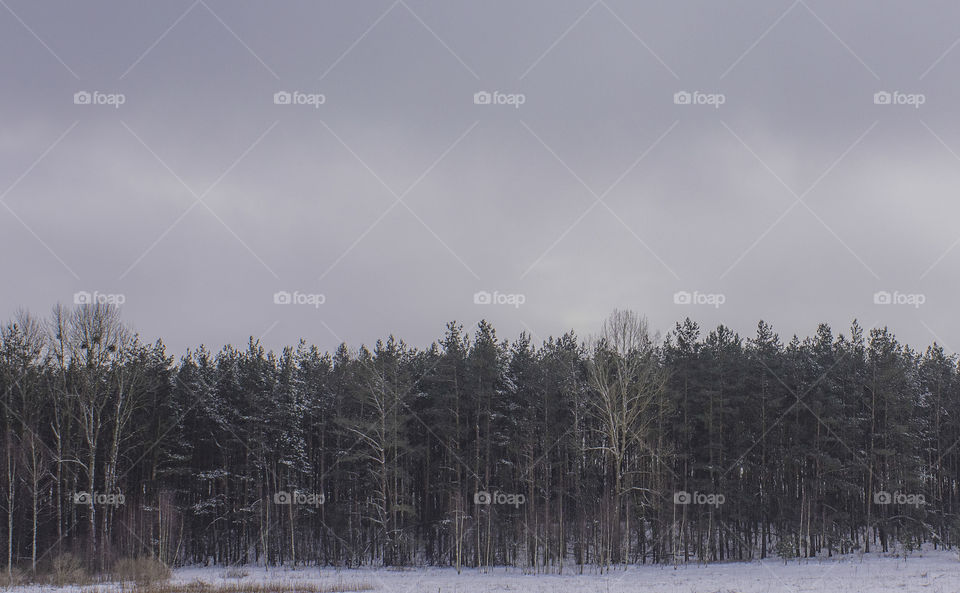 Winter Forest View