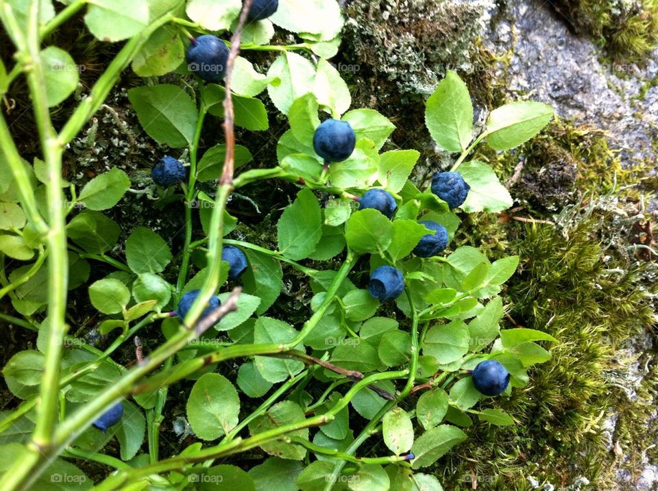 Sprig with blueberries in forest.