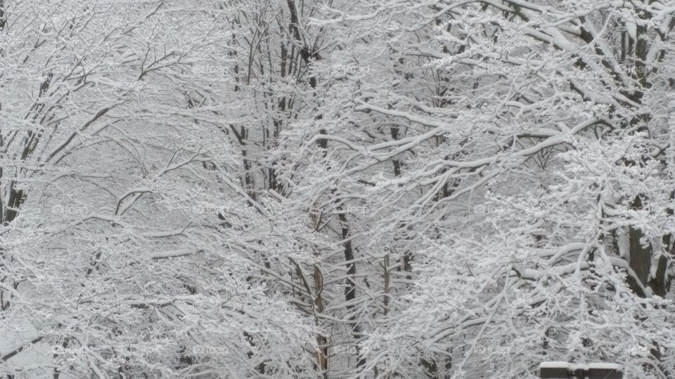 snowy trees. Lots of snow
