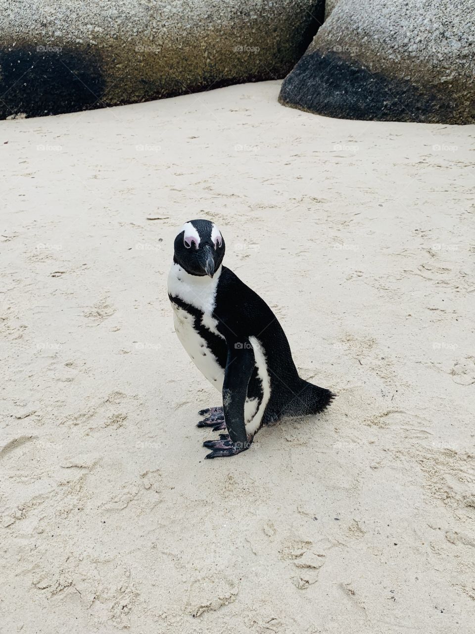 Tuxedo on the Beach 
