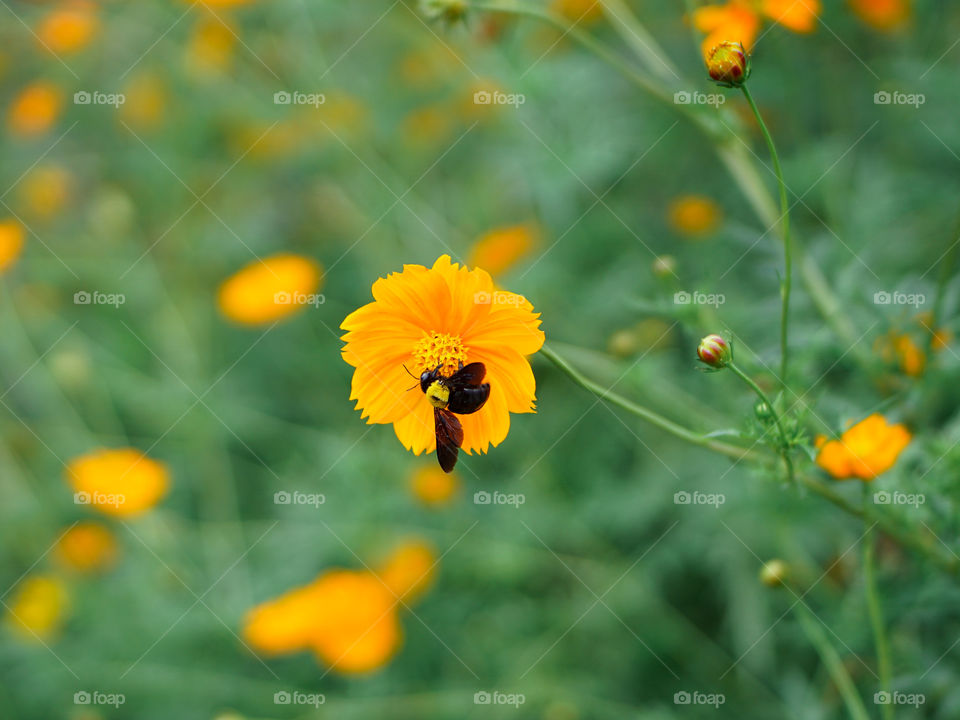 A wild bee and a blooming flower in the spring vibes.