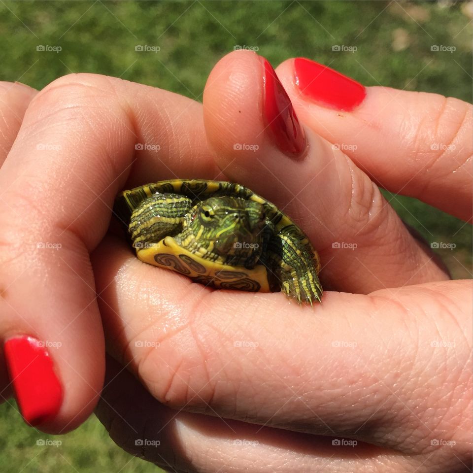 Tiny turtle!
