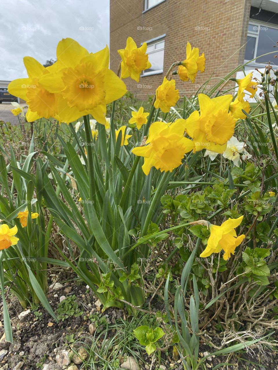 Flowers