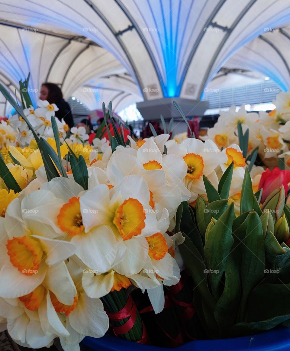 Details from the market,  the first spring daffodils.  Dominance geometric shapes: circles,  triangle,  and rectangle