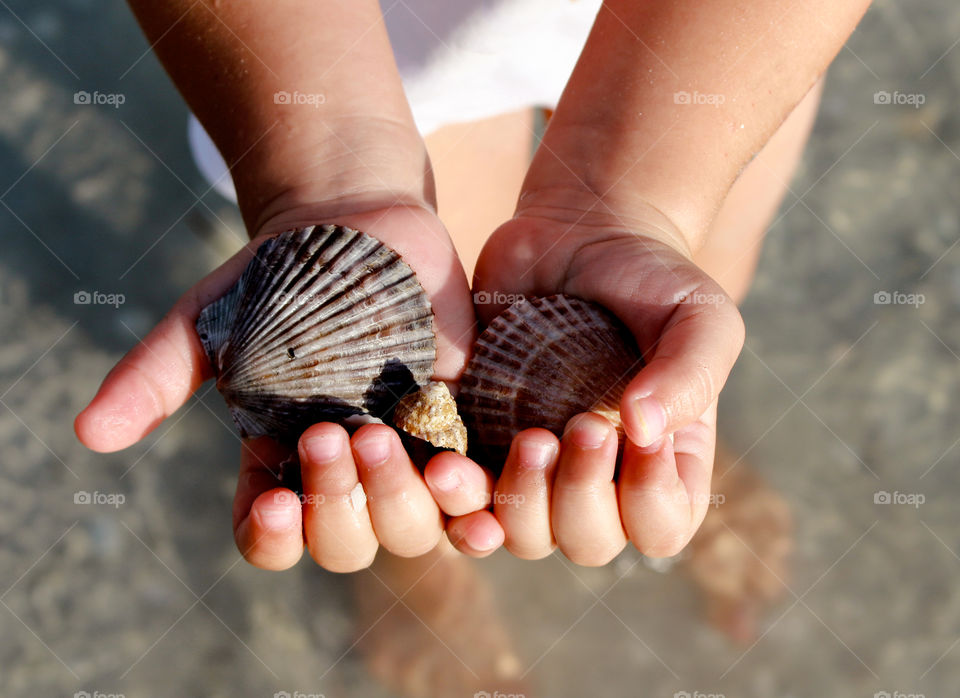 Hands holding a seashell