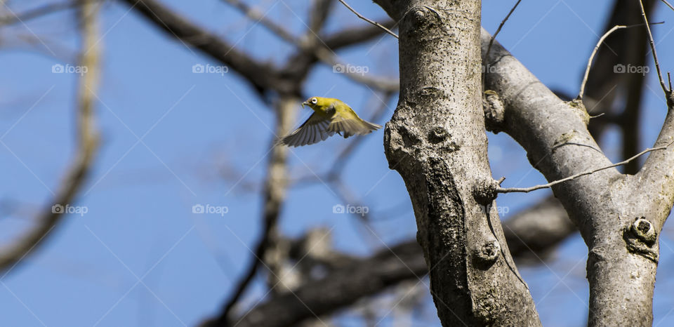 Oriental white eye