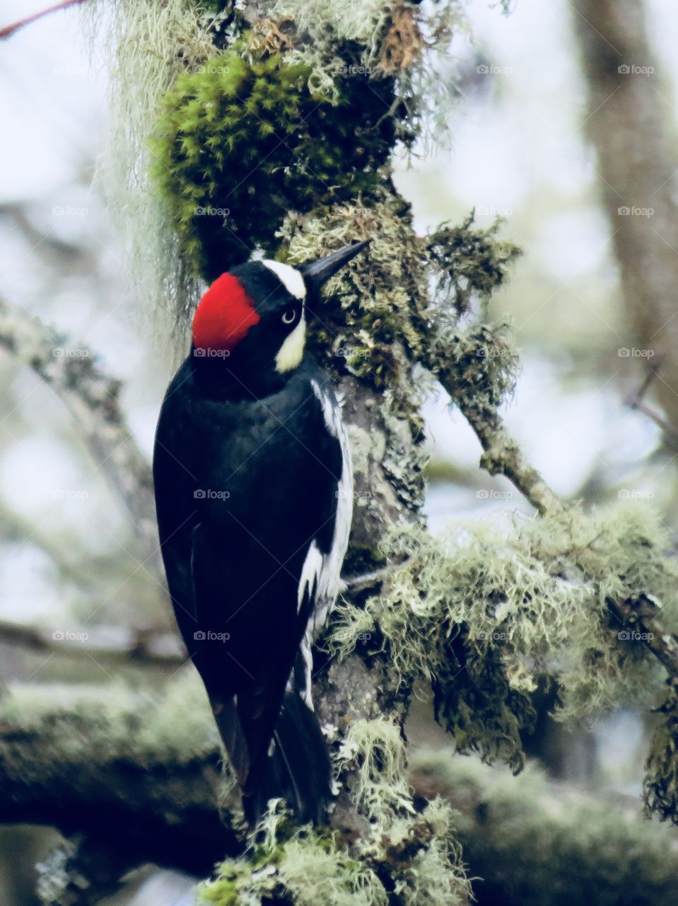 Acorn Woodpecker  In A Locust Tree. 