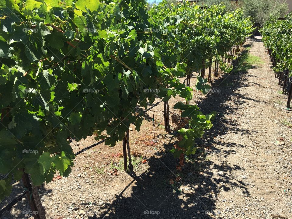 Grapes vineyard in Napa