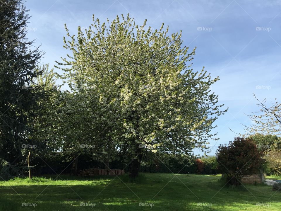 My big cherry tree