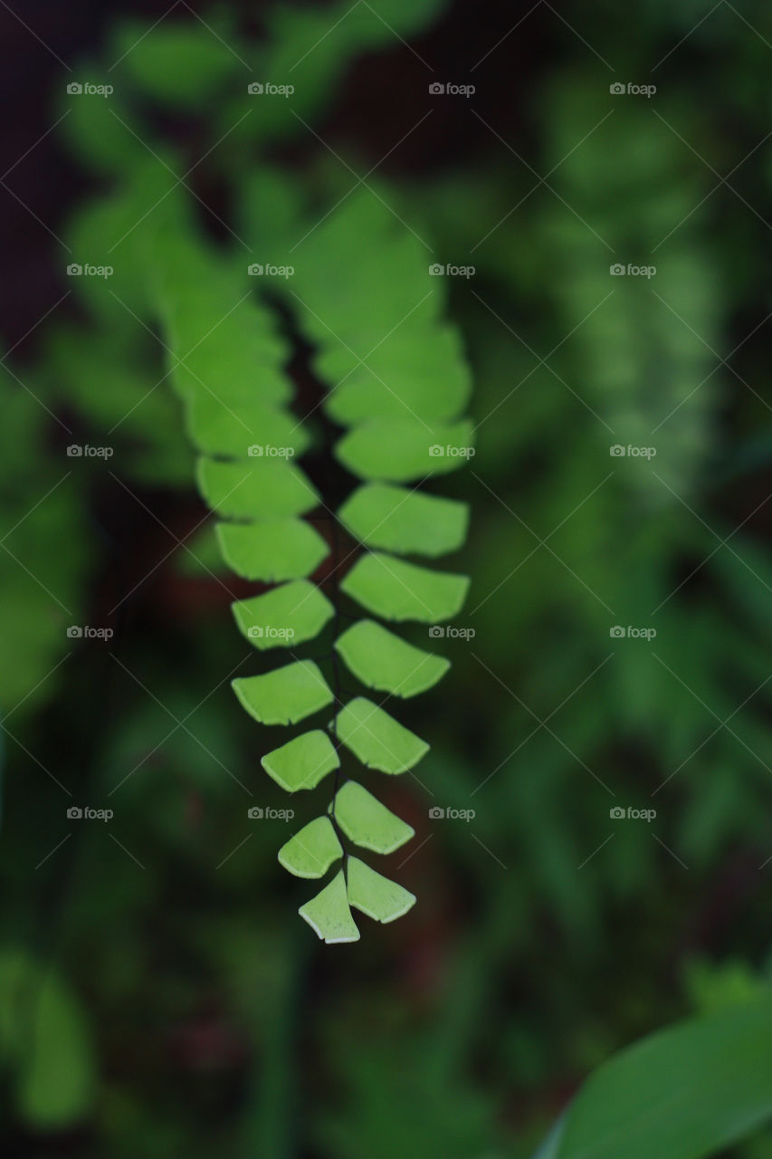 a pattern of green leaf