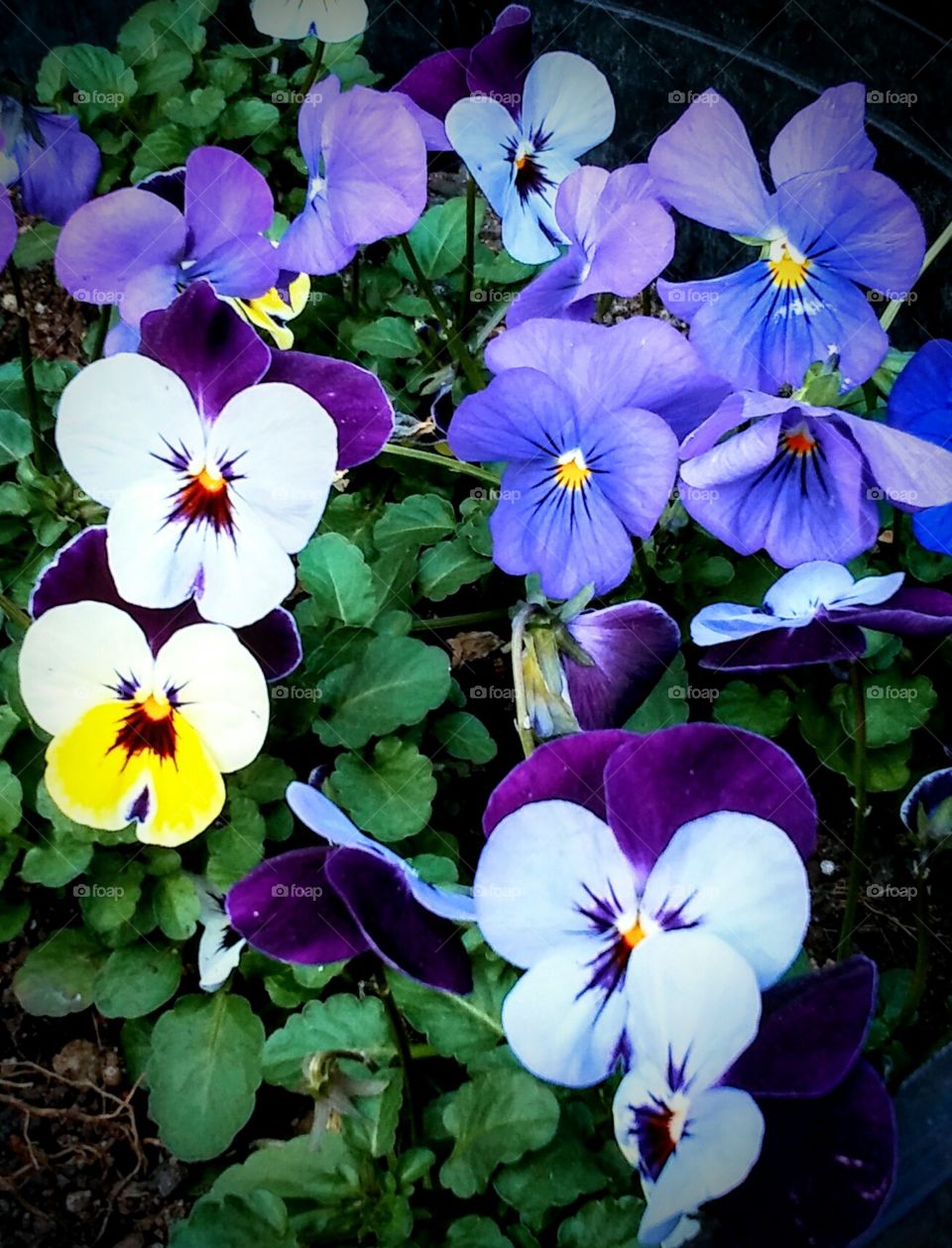 violas in march