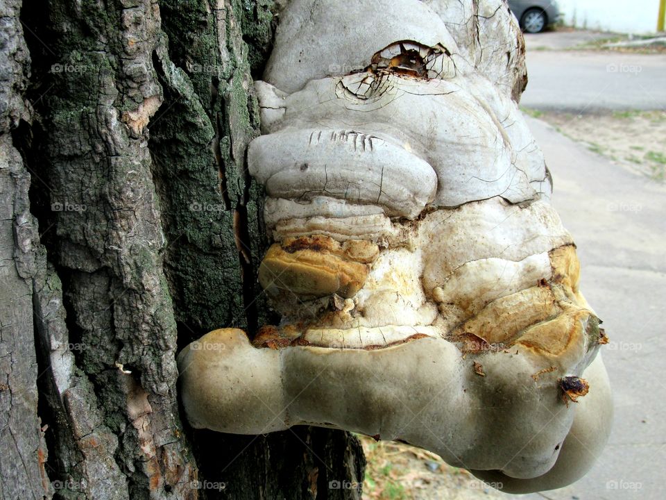 a beautiful mushroom grown on a tree, it looks like a troll