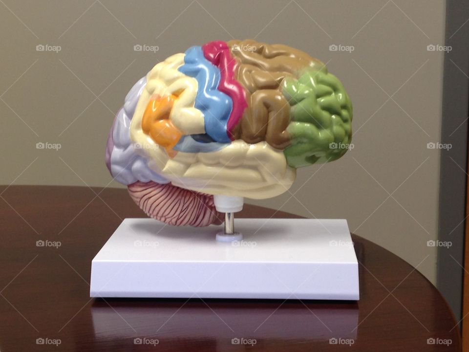 Human brain in 3D