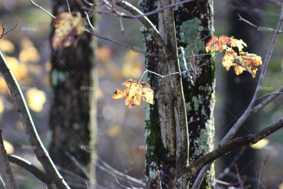 Natural Light; The last few fall leaves 