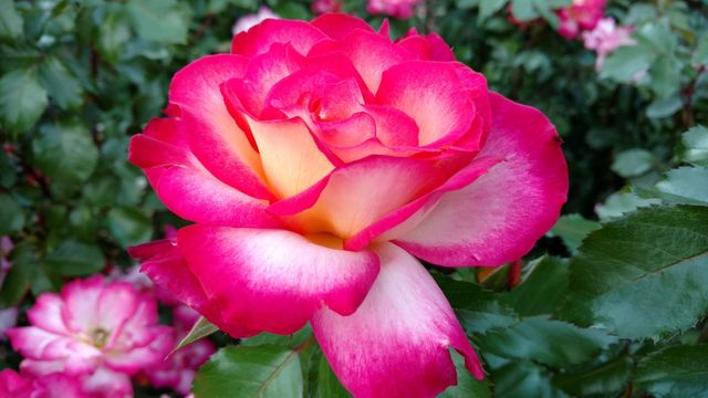 Rose