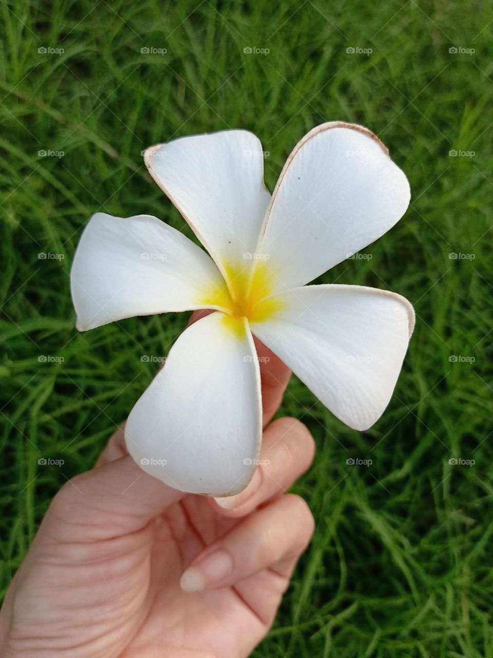 Beautiful Plumeria Flower