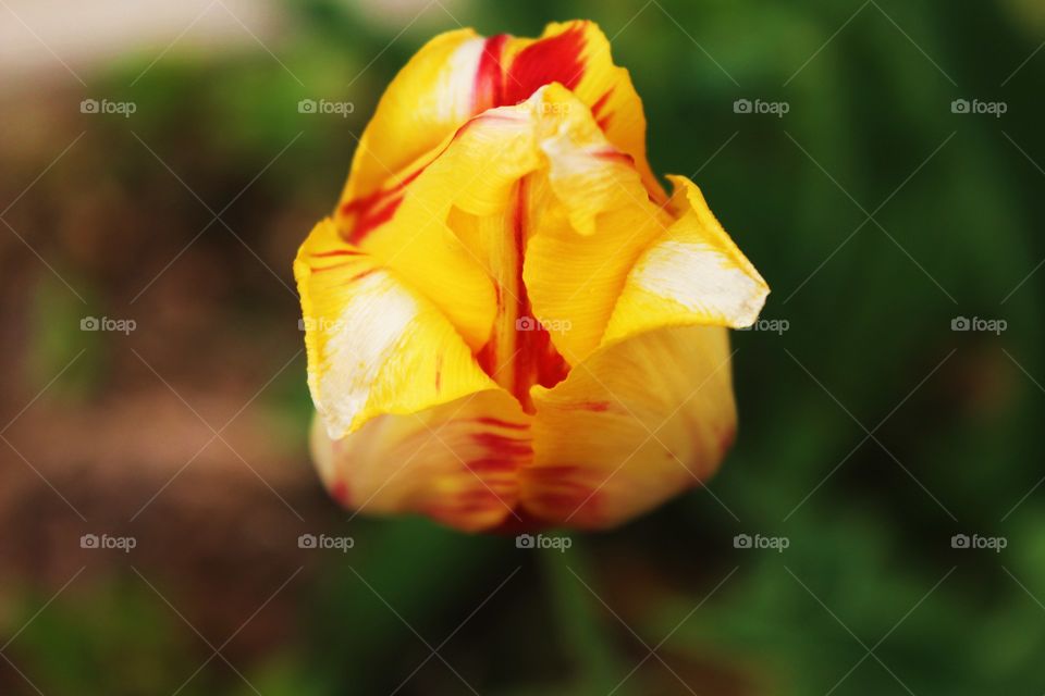 Close-up of yellow tulip