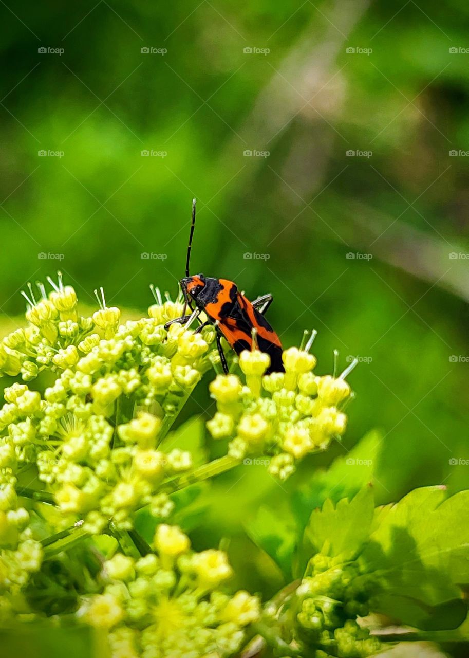 Small Milkweed Bug