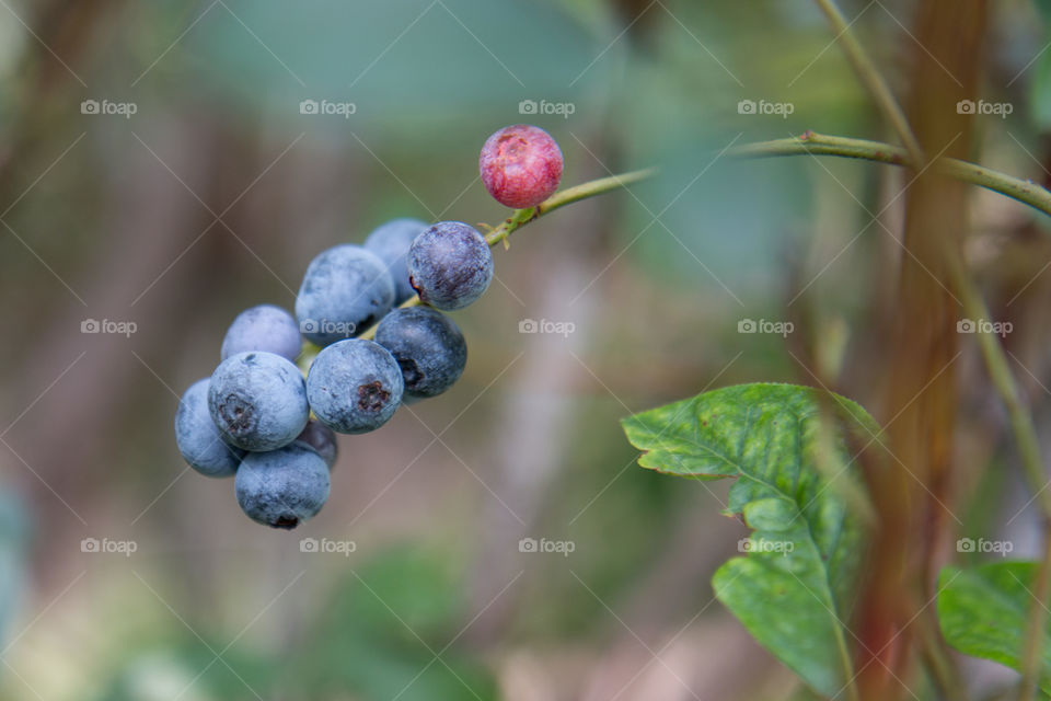 Blueberry picking 