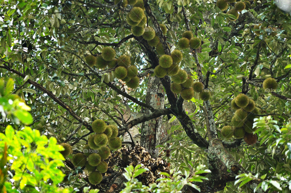 sri lankan durian tree